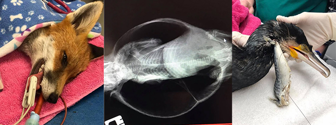 split image of fox, hedgehog x-ray and cormorant