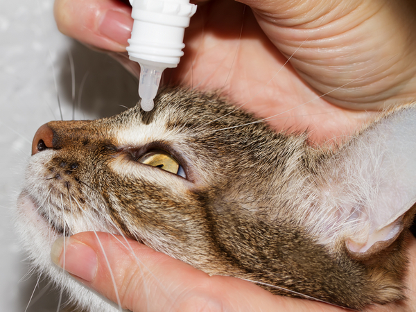 cat flu treatment eye drops