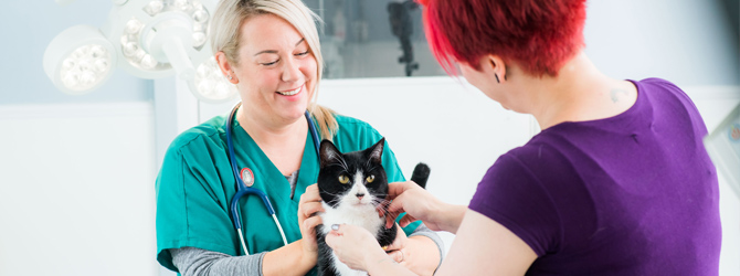 Cat having veterinary check up