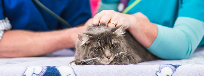 a cat having a veterinary check up