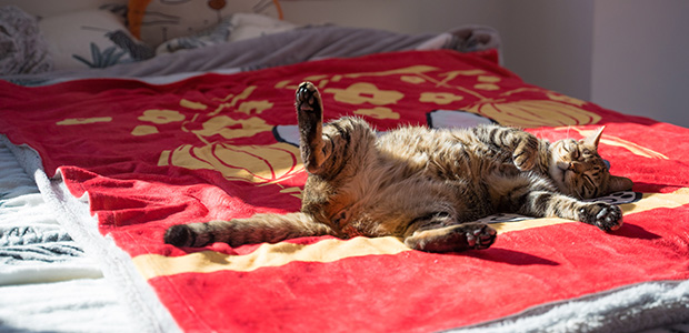 tabby cat sleeping on red quilt