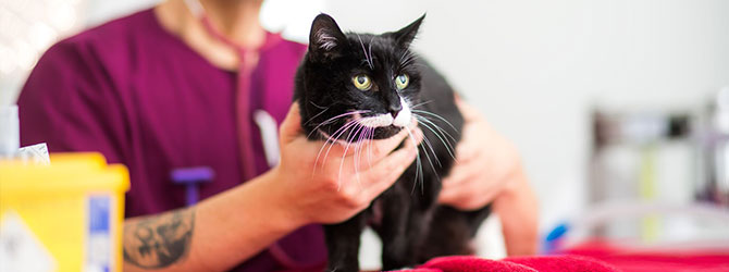 cat veterinary check-up 