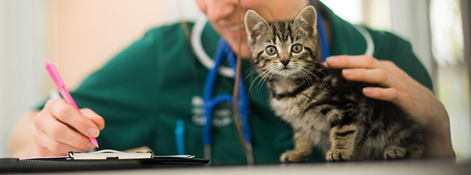 Cat having an examination in veterinary practice