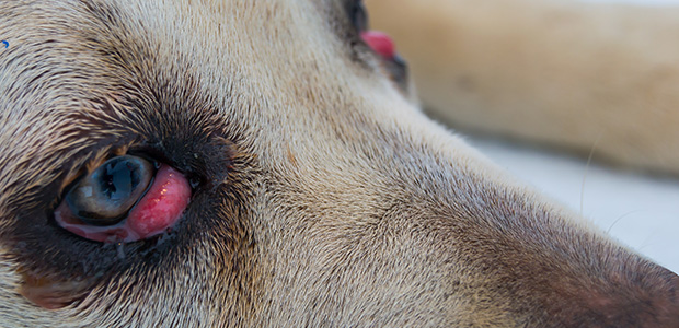 closeup of dog with cherry eye in both eyes