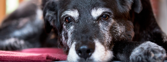 Old black dog with arthritis