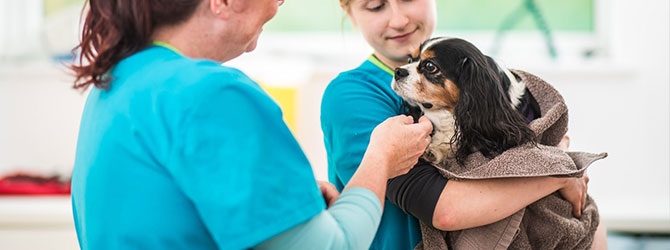 dog having a veterinary check up