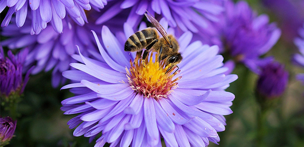 bee getting flower from pollen