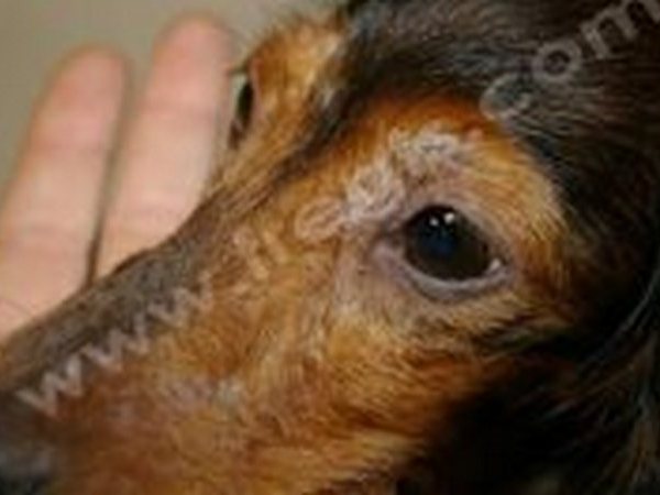 In canine leishmaniasis, skin lesions around the eyes are common and more or less marked