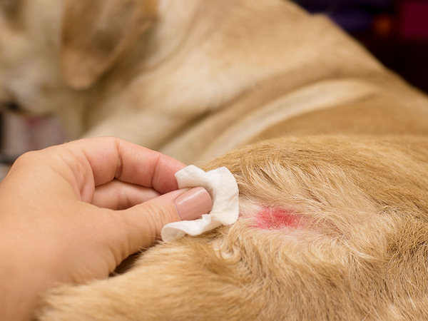 Image of a dog with a skin issue for article on pyoderma in dogs