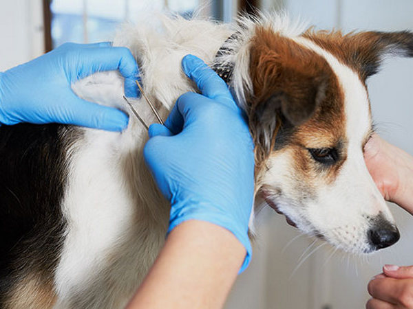 Image of a dog with a skin issue for article on pyoderma in dogs