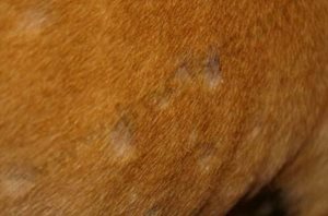 Coat of a dog infested by mites for article including pyoderma in dogs home treatment