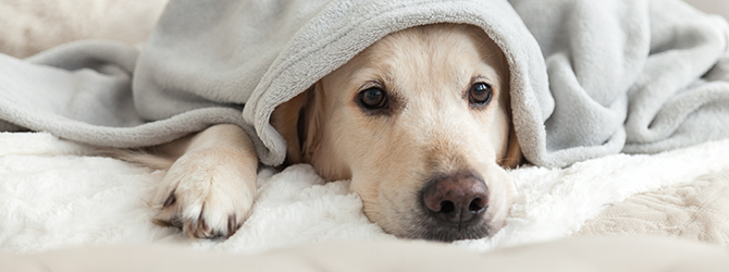 labrador hiding under blanket