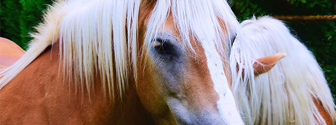 horse with silver hair on neck