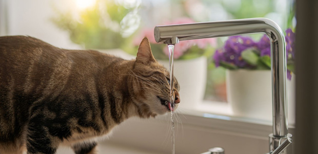 cat drinking from kitchen tap