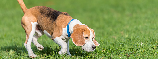 beagle sniffing green grass