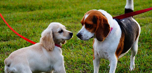 two dogs on grass face to face