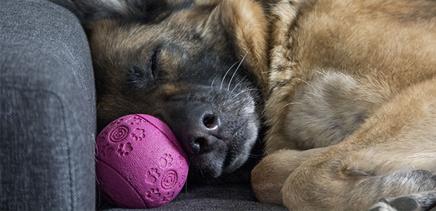 dog sleeping with ball next to nose