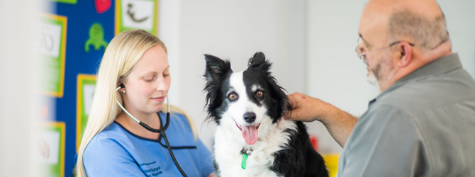 Veterinary client having chosen the right practice to take their pet