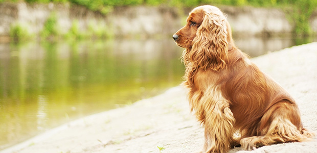 longhaired cocker spaniel sitting by water