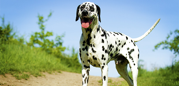 dalmatian wagging tail with blue sky behind it