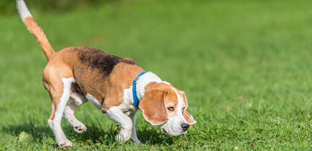 beagle sniffing at grass