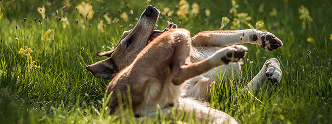dog rolling over in field