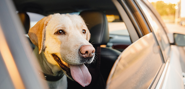 dog in back seat of car, panting