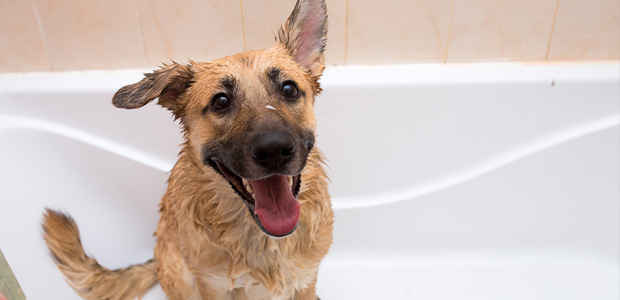 happy dog in bathtub