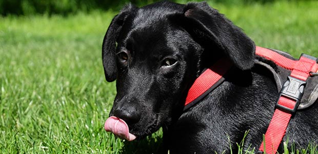 dog on grass licking its lips