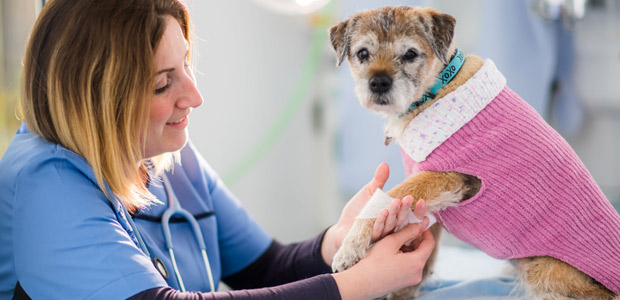 vet bandaging dog at vets