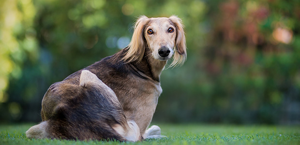 saluki sitting down with back to camera