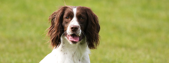 springer spaniel with tongue out