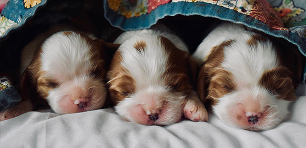 3 puppies snuggled together