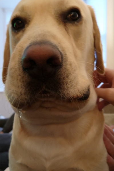 another close-up of ralf the labrador's swollen head