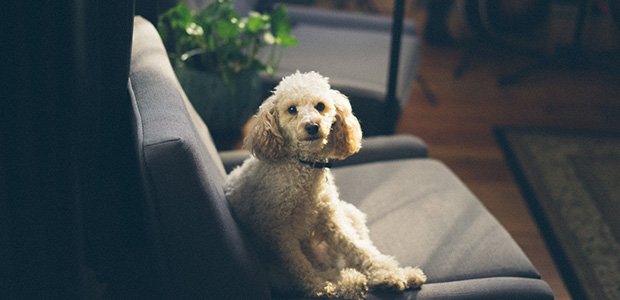 cute poodle on chair