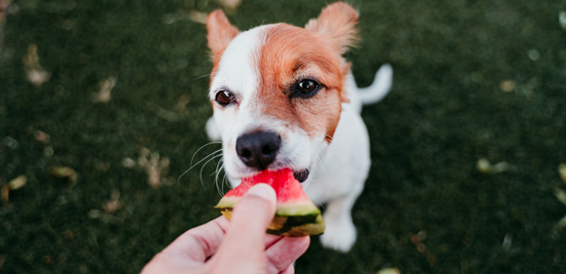 jack russell puppy being fed watermelon