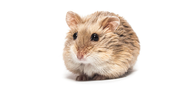 campbell's dwarf hamster
