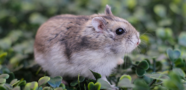 chinese hamster