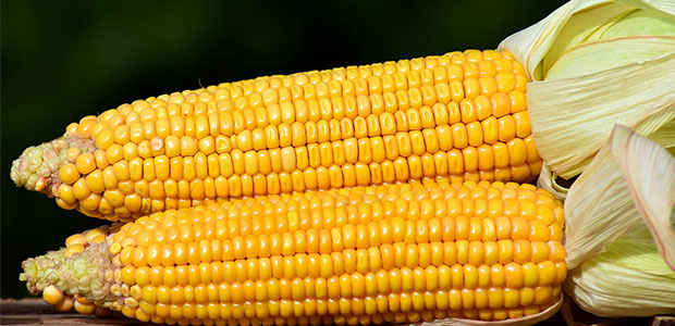 two corns on the cob