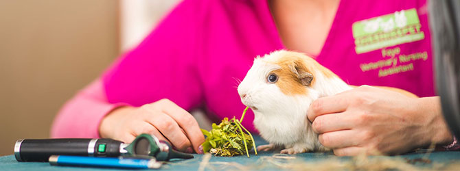 guinea pig eating some leaves at veterinary clinic