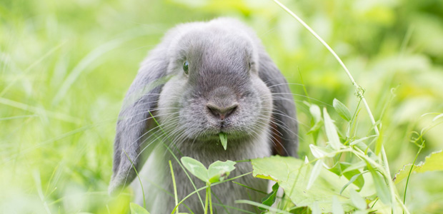 rabbit chomping on grass