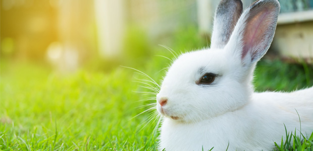 white rabbit chilling in summer sun