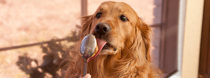 dog licking a spoon with peanut butter