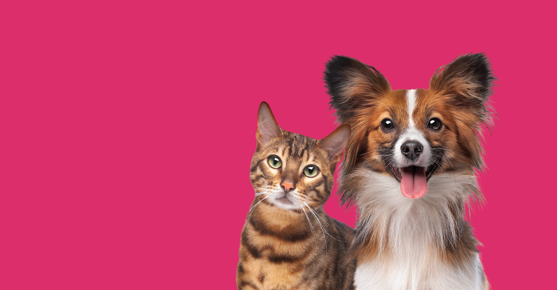 Image of a cat and dog with The Pet Health Club logo