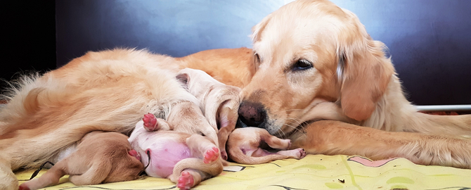 Golden Retriever with her puppies for article on brucellosis in dogs
