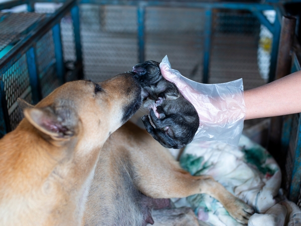 Puppy being held by vet near mother in a kennel for article on Brucella canis