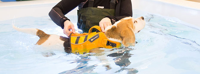 A dog having a hydrotherapy session