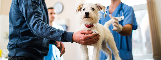 A dog receiving vaccinations