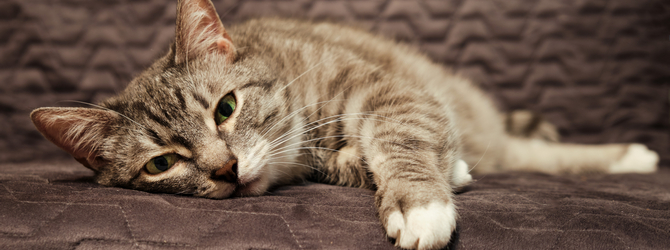 kitten on a sofa showing cat flu symptoms