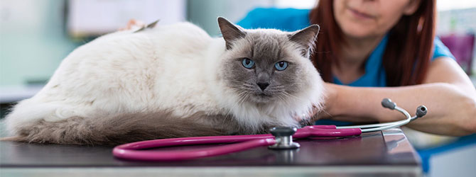 A cat attending a veterinary appointment 